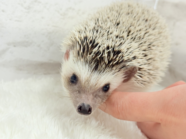 ハリネズミ（ヨツユビハリネズミ）