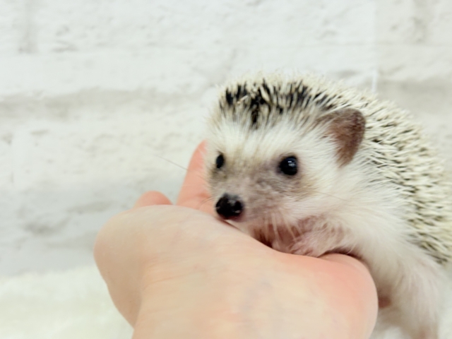 ハリネズミ（ヨツユビハリネズミ）