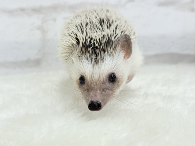 元気いっぱい☆歩くの大好き☆ハリネズミ(パイド)女の子 ハリネズミ(ヨツユビハリネズミ)