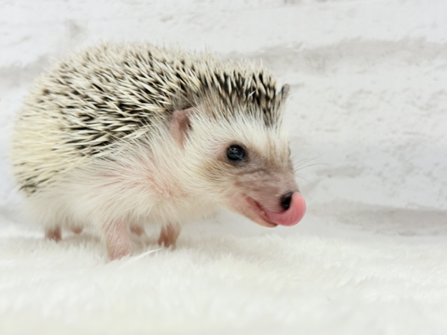 元気いっぱい☆歩くの大好き☆ハリネズミ(パイド)女の子 ハリネズミ(ヨツユビハリネズミ)