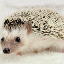 元気いっぱい‪☆歩くの大好き‪☆ハリネズミ(パイド)女の子