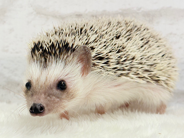 元気いっぱい☆歩くの大好き☆ハリネズミ(パイド)女の子 元気いっぱい☆歩くの大好き☆ハリネズミ(パイド)女の子