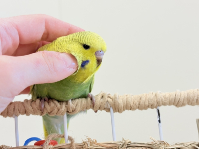 ジャンボセキセイインコ