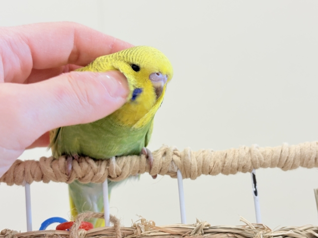 ジャンボセキセイインコ