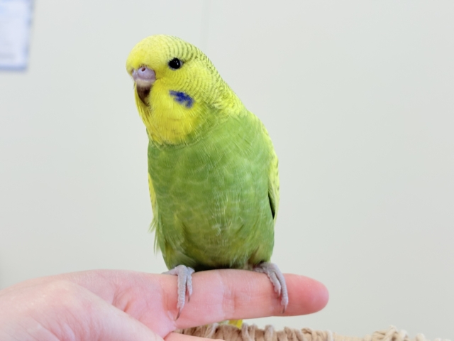 ジャンボセキセイインコ