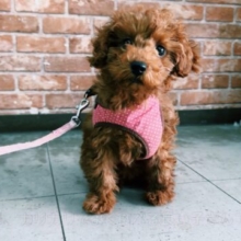 2/28最新🎥なでなで大好きなあまえんぼガール❤️2025年11月8日生まれ　女の子