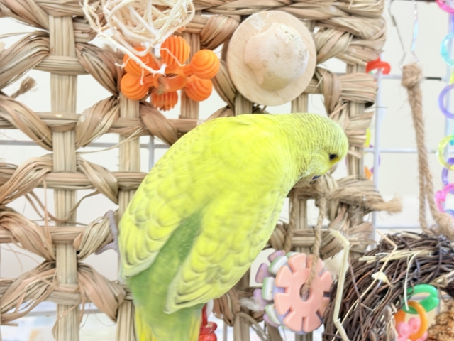 ジャンボセキセイインコ