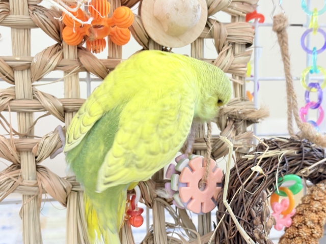 ジャンボセキセイインコ