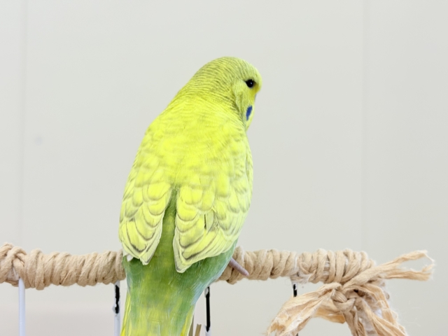 ジャンボセキセイインコ