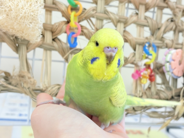 ジャンボセキセイインコ