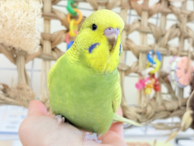ジャンボセキセイインコ