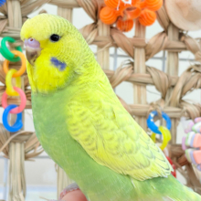 【最新画像更新🪄ひとり餌になりました‪☆】よくよく見てね♡優しい表情♬*°ジャンボセキセイインコ(スパングル) ヒナ