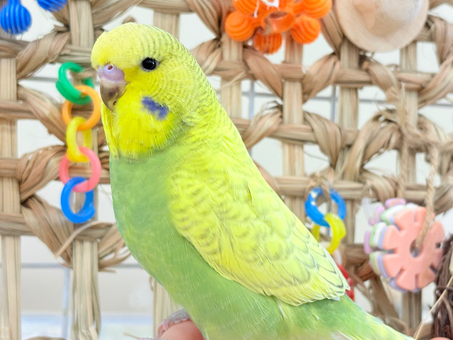 【最新画像更新🪄ひとり餌になりました‪☆】よくよく見てね♡優しい表情♬*°ジャンボセキセイインコ(スパングル) ヒナ