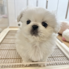 ドタバタ〜走るよ〜オイラが〜🎶ペキニーズくん！