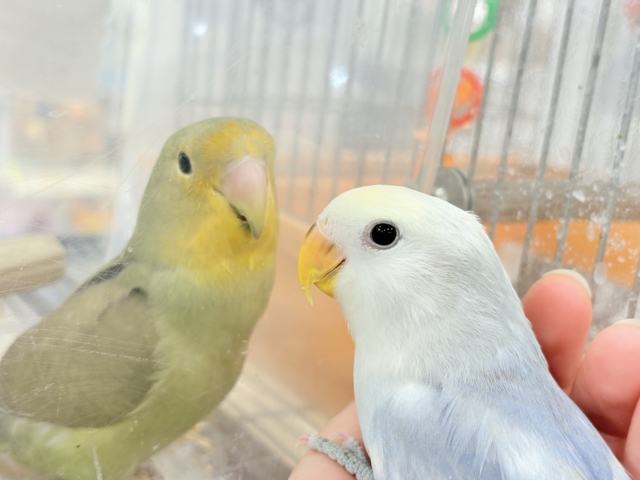 コザクラインコ（小桜インコ）