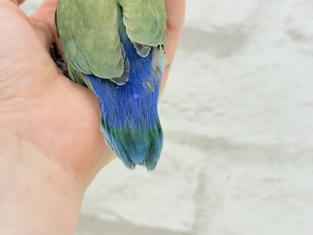 コザクラインコ（小桜インコ）