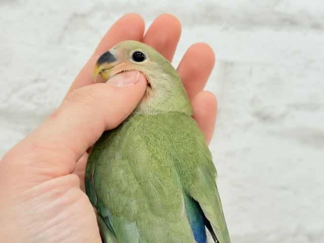 コザクラインコ（小桜インコ）