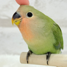 【最新画像更新🪄】もっちもちのよもぎ餅〜🍡🍵コザクラインコ(ノーマル) ヒナ