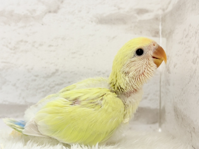 コザクラインコ（小桜インコ）