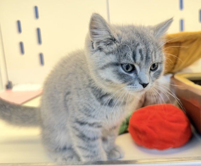 スコティッシュフォールド