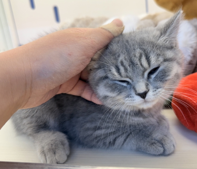 スコティッシュフォールド