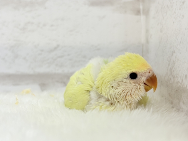 コザクラインコ（小桜インコ）