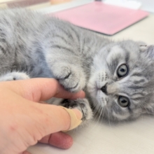 最新📷まんまるお顔！可愛すぎるスコティッシュ来ました❣️