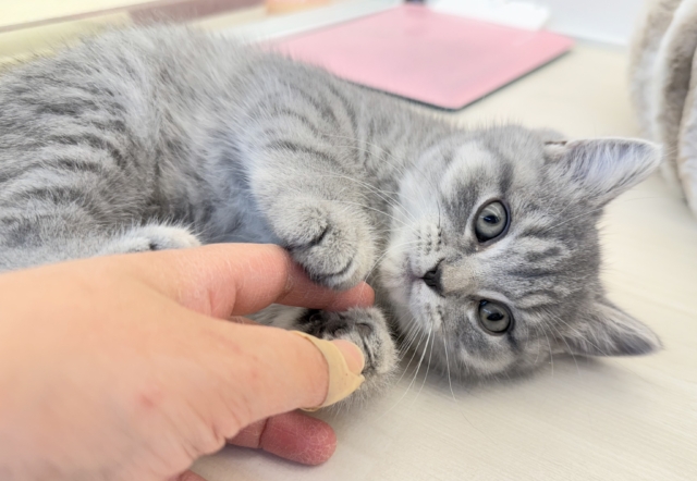 最新📷まんまるお顔!可愛すぎるスコティッシュ来ました❣️ スコティッシュフォールド