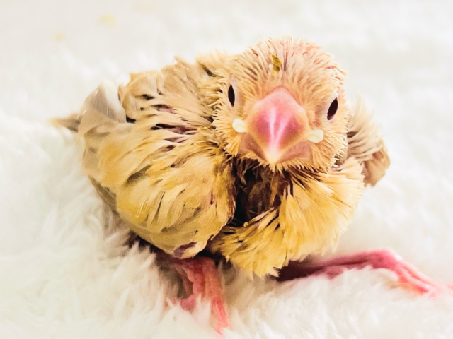 きなこたっぷりが良いよね♡シナモン文鳥の雛がやってきた🌟 シナモン文鳥