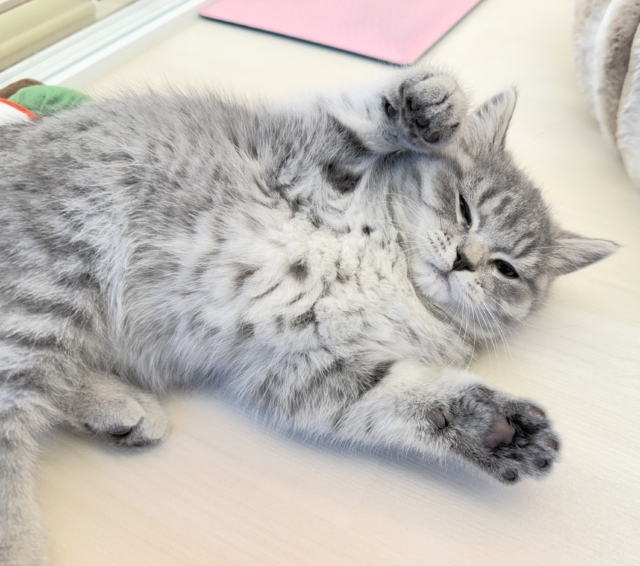 スコティッシュフォールド