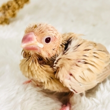 きなこたっぷりが良いよね♡シナモン文鳥の雛がやってきた🌟