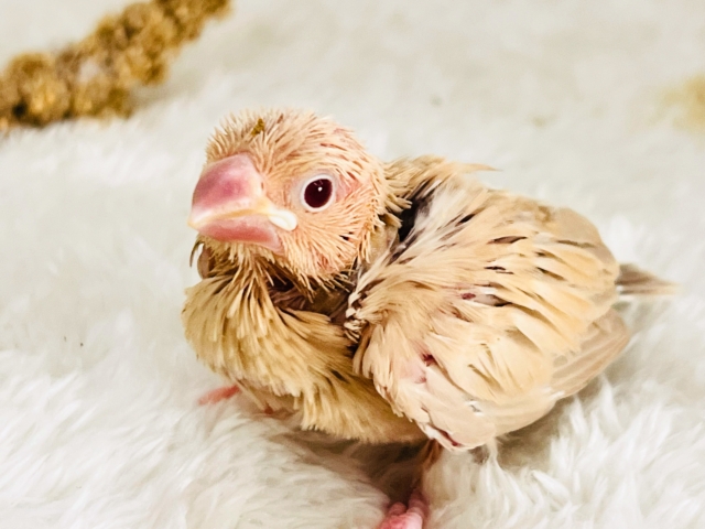 きなこたっぷりが良いよね♡シナモン文鳥の雛がやってきた🌟