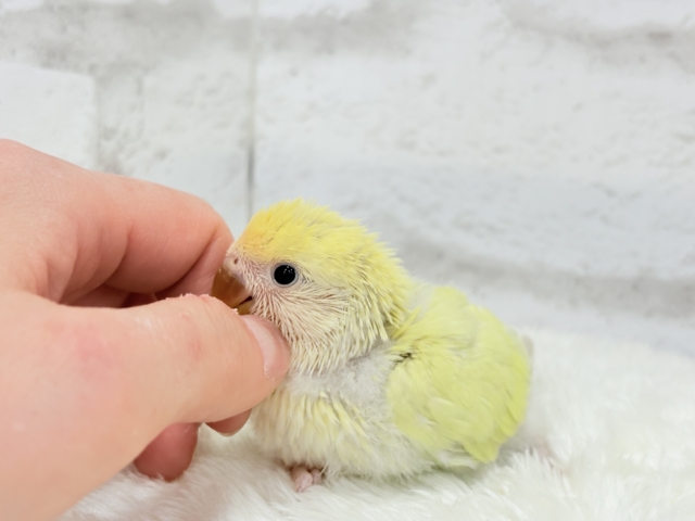 コザクラインコ（小桜インコ）