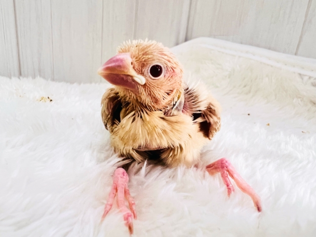 きなこたっぷりが良いよね♡シナモン文鳥の雛がやってきた🌟 シナモン文鳥