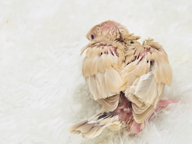 きなこたっぷりが良いよね♡シナモン文鳥の雛がやってきた🌟 シナモン文鳥