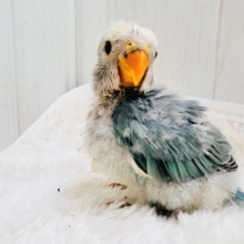 澄んだ綺麗な瞳✨優しい色味の小桜インコ（ブルーチェリーパイド）