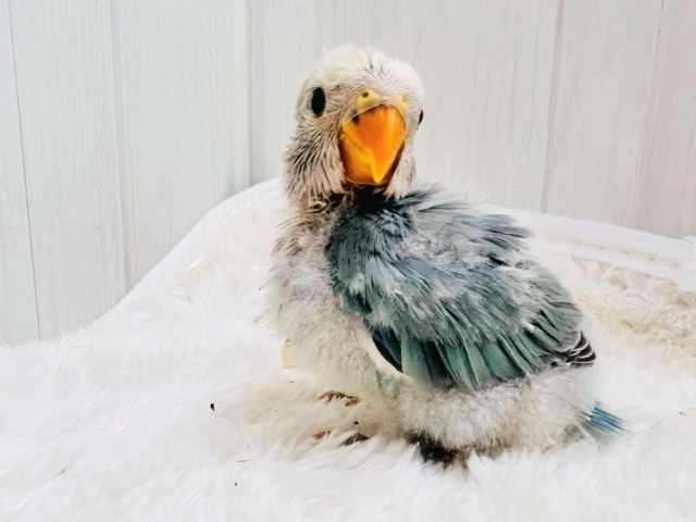 澄んだ綺麗な瞳✨優しい色味の小桜インコ（ブルーチェリーパイド）