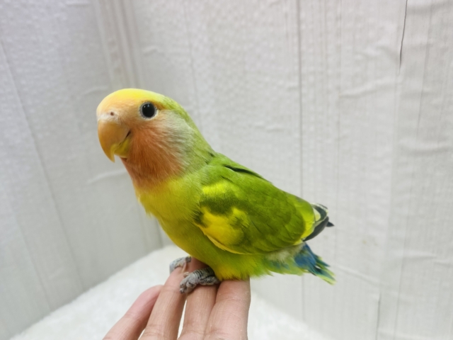 コザクラインコ（小桜インコ）