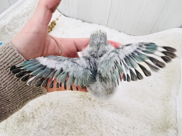 コザクラインコ（小桜インコ）