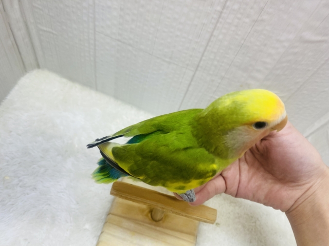 コザクラインコ（小桜インコ）