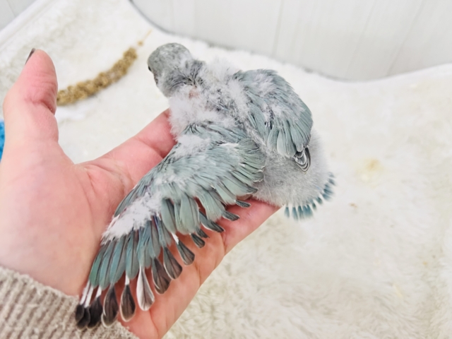 コザクラインコ（小桜インコ）