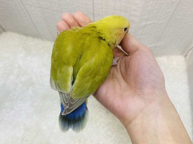 コザクラインコ（小桜インコ）