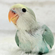 【最新画像更新🪄】フレッシュ青リンゴ🐣🍏コザクラインコ(ブルーチェリーパイド) ヒナ