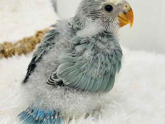 コザクラインコ（小桜インコ）