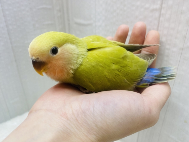 コザクラインコ（小桜インコ）