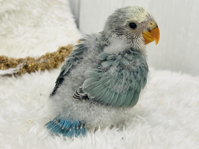 コザクラインコ（小桜インコ）