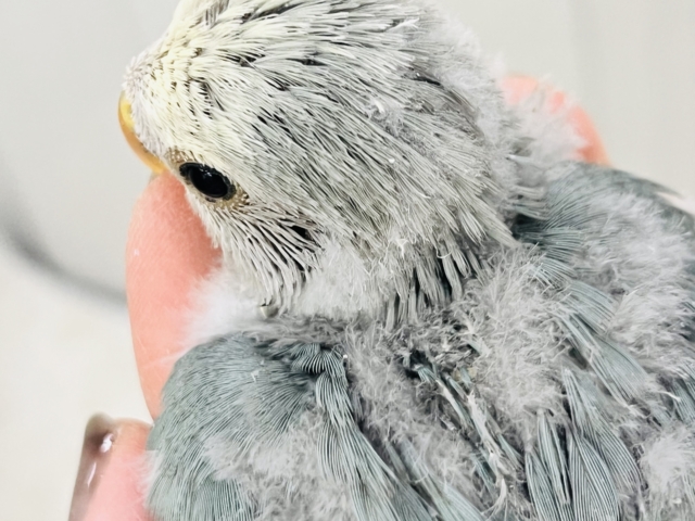 コザクラインコ（小桜インコ）