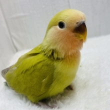 最新画像有ります‼️抹茶ラテで一息🍵🍃コザクラインコのシナモン🤎