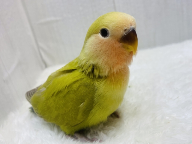 最新画像有ります‼️抹茶ラテで一息🍵🍃コザクラインコのシナモン🤎