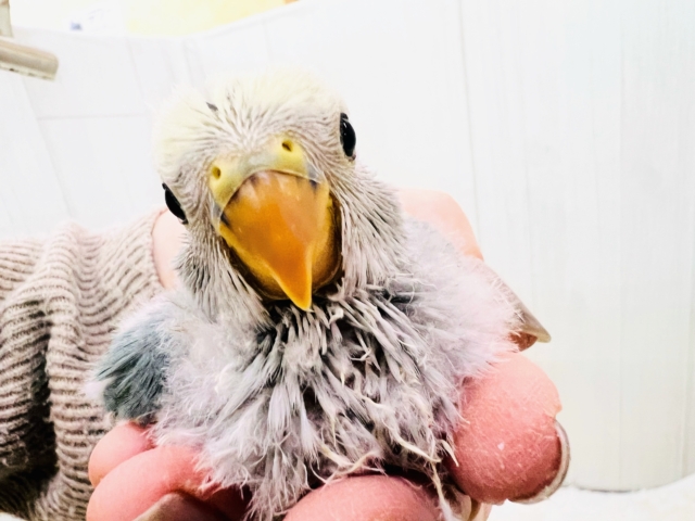 コザクラインコ（小桜インコ）